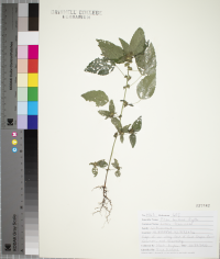 Pilea fontana image