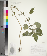 Pilea pumila image