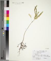 Gleditsia triacanthos image