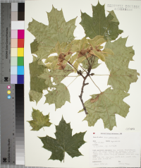 Acer platanoides image