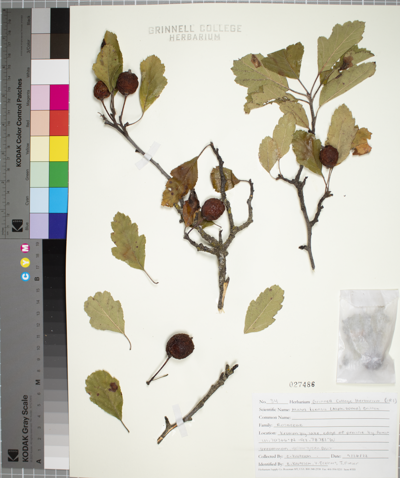 Malus ioënsis image