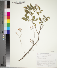 Rosa multiflora image