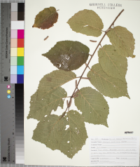 Corylus americana image