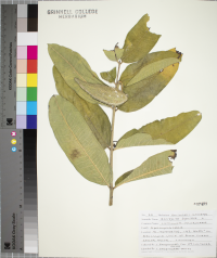 Asclepias syriaca image