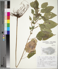 Boehmeria cylindrica image