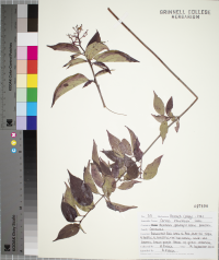 Cornus racemosa image