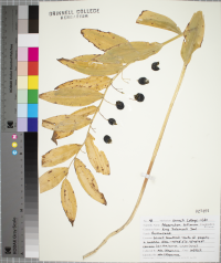 Polygonatum biflorum image