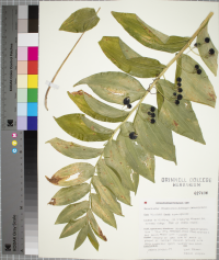 Polygonatum biflorum image
