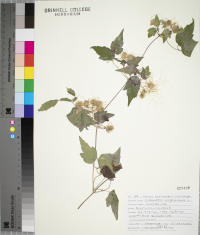 Clematis virginiana image