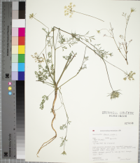 Daucus carota image