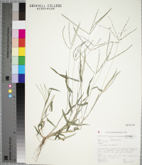 Digitaria ischaemum image