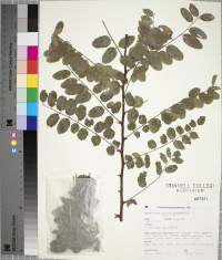 Robinia pseudoacacia image