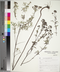 Pycnanthemum tenuifolium image