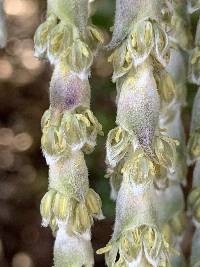 Garrya elliptica image