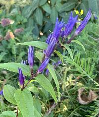 Image of Gentiana asclepiadea