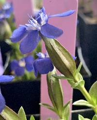 Gentiana pumila image