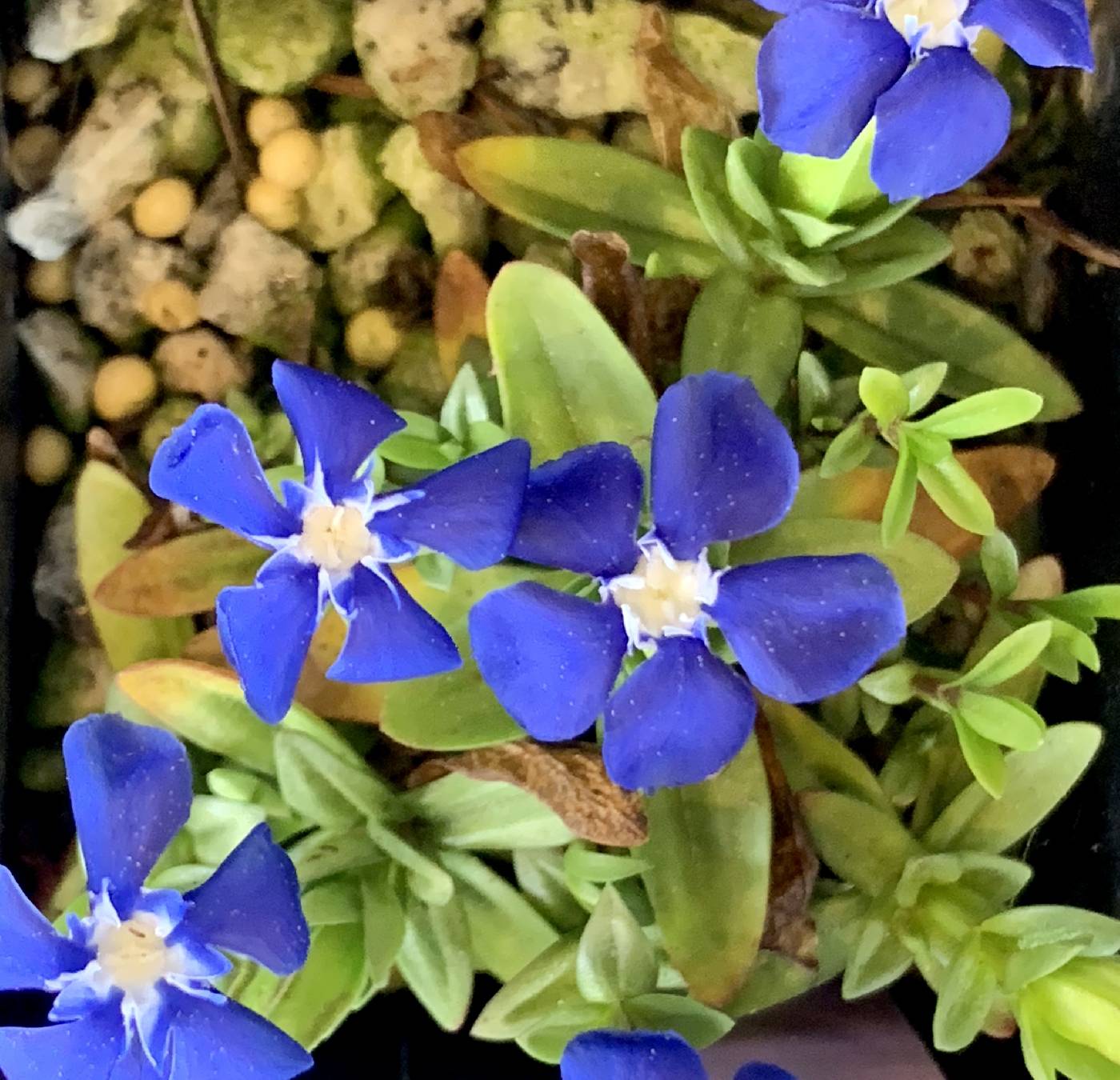 Gentiana pumila image
