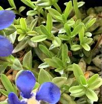 Gentiana pumila image