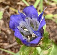 Gentiana calycosa image