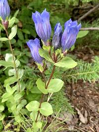 Gentiana calycosa image