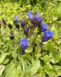 Gentiana calycosa image