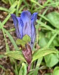 Gentiana calycosa image