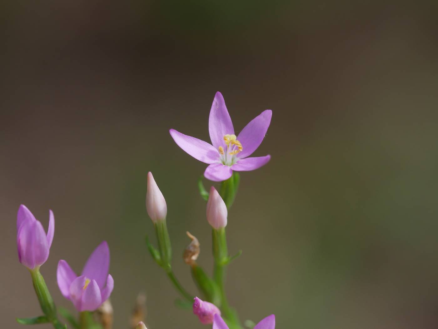 Centaurium erythraea image