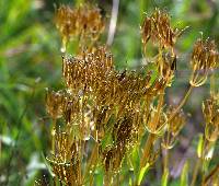 Centaurium erythraea image