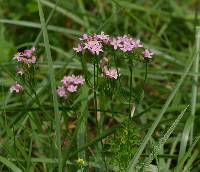 Centaurium erythraea image