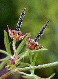 Geranium dissectum image