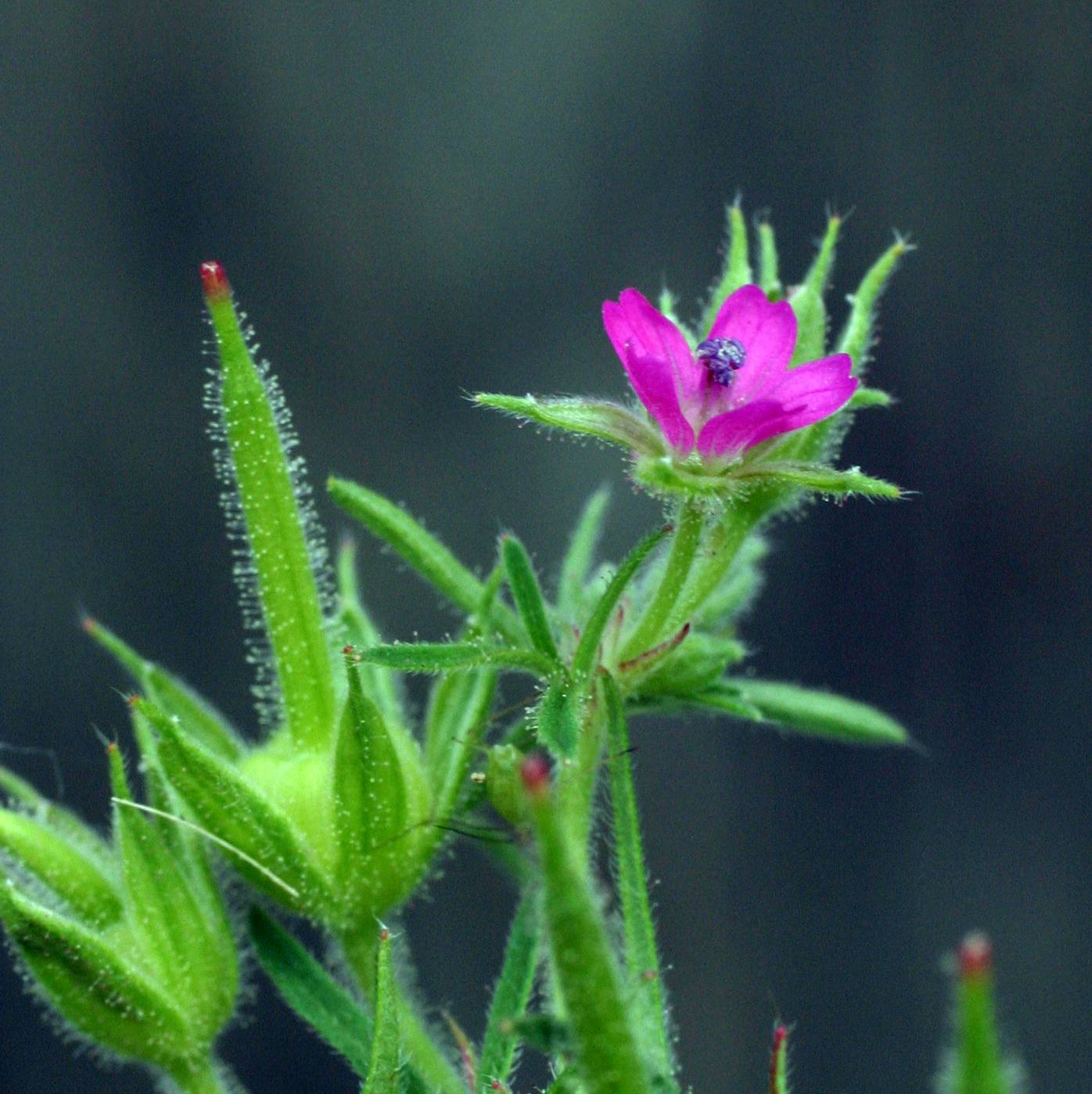 Geranium dissectum image