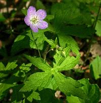 Image of Geranium maculatum