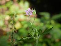 Geranium bicknellii image