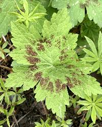 Geranium phaeum image