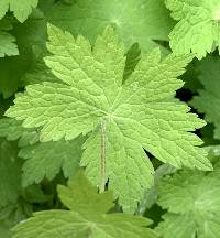 Geranium phaeum image