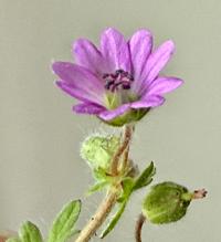 Geranium molle image