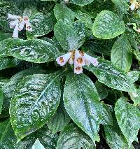 Media resource of Hemiboea subcapitata