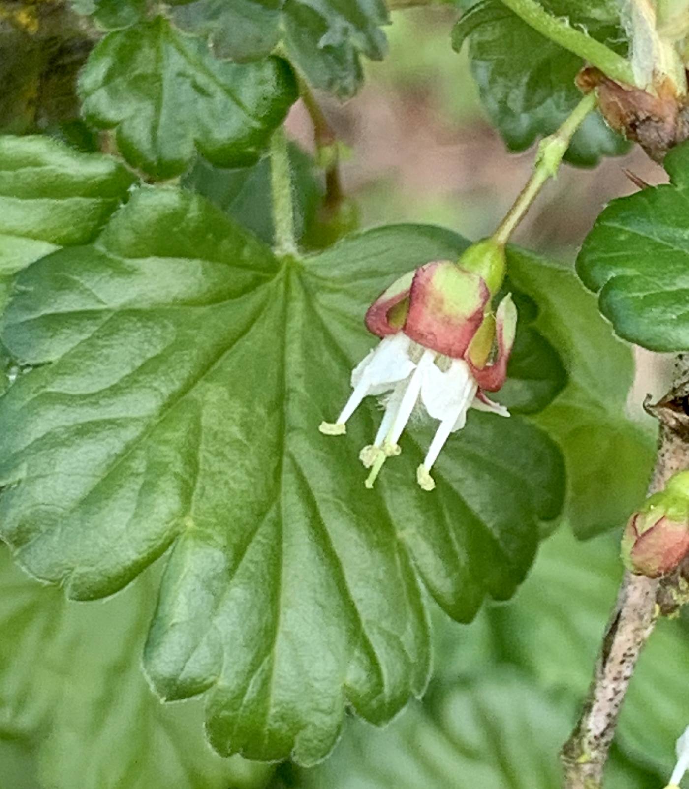 Ribes uva-crispa image