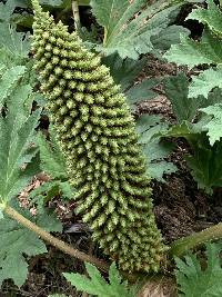 Gunnera tinctoria image