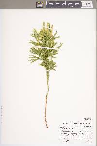 Dendrolycopodium dendroideum image