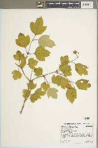 Viburnum trilobum image