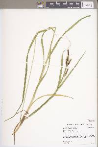 Carex shortiana image