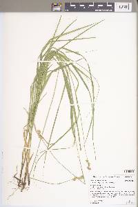 Carex normalis image