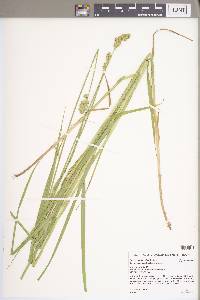 Carex cristatella image