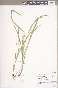 Carex hirtifolia image