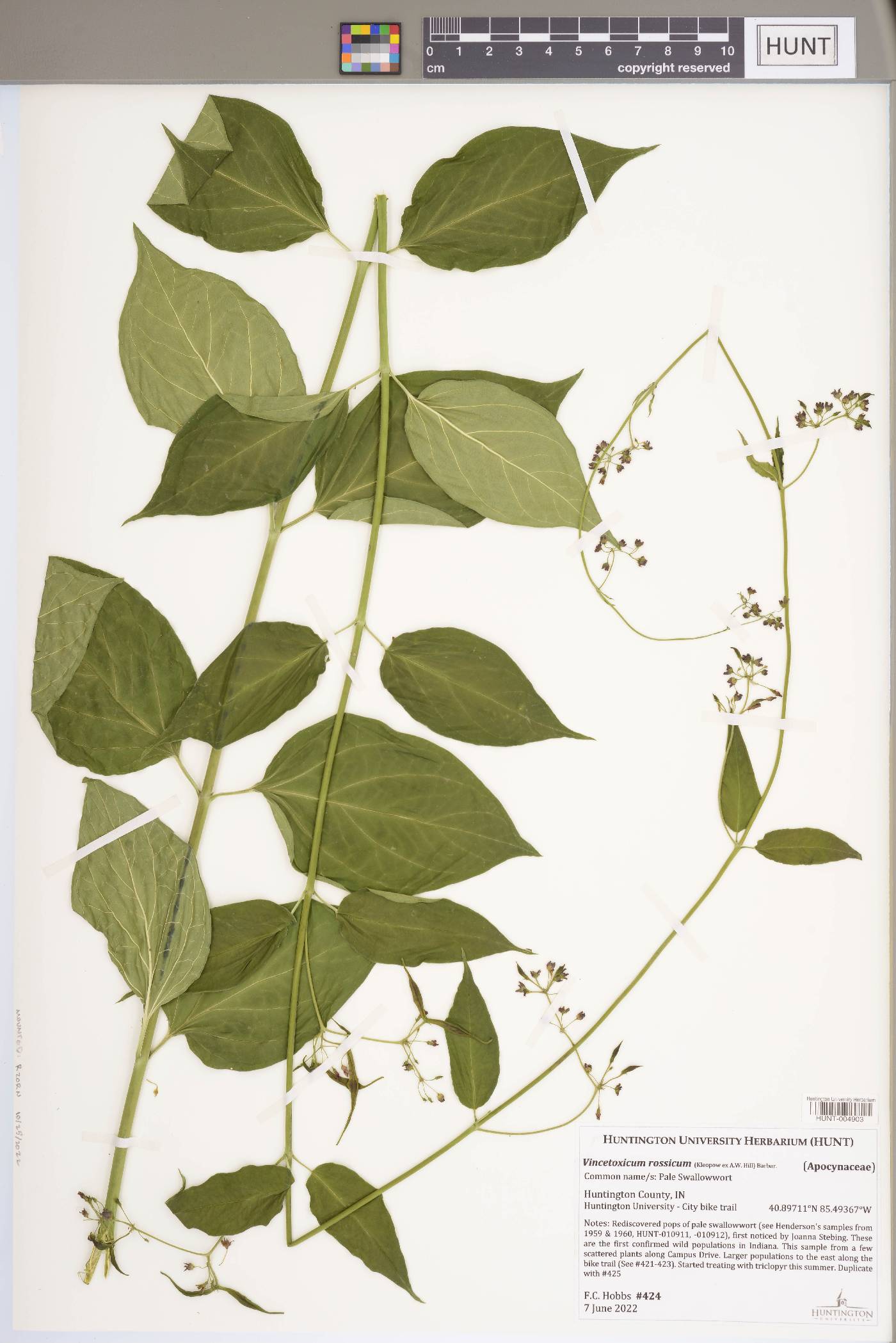 Vincetoxicum rossicum image