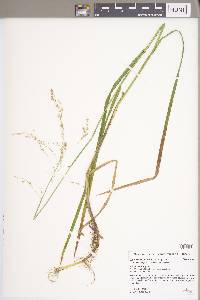 Glyceria canadensis image