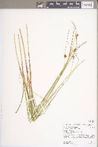 Carex oligosperma image