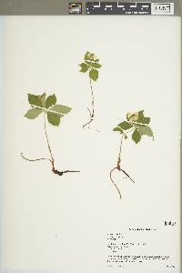 Cornus canadensis image