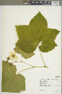 Rubus parviflorus image